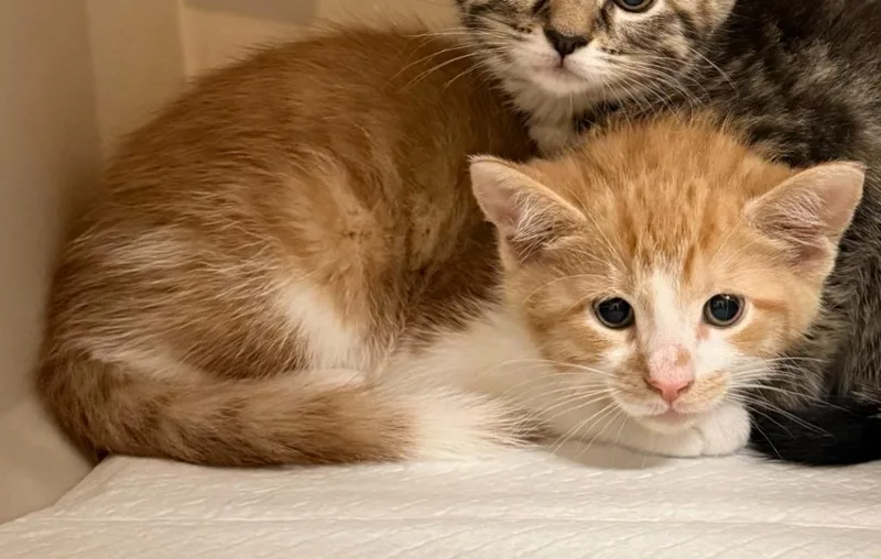 A baby small-sized male Domestic Short Hair cat named Tater for adoption in Ewing, NJ