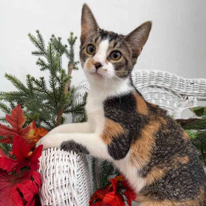 A baby small-sized female Calico Domestic Short Hair cat named San Chi Chi for adoption in Eaton Rapids, MI
