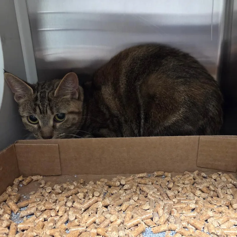 An adult medium-sized female Tortoiseshell Domestic Short Hair cat named Peanut for adoption in Chattanooga, TN