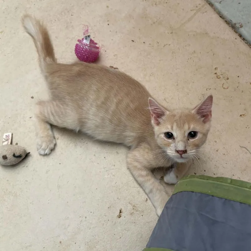 A baby small-sized male Orange / Red Domestic Short Hair cat named Rigby for adoption in Las Cruces, NM