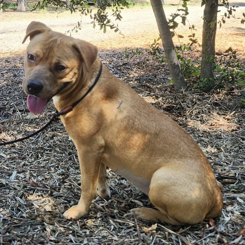 A baby medium-sized female Yellow / Tan / Blond / Fawn Pit Bull Terrier dog named Autumn for adoption in Burbank, CA