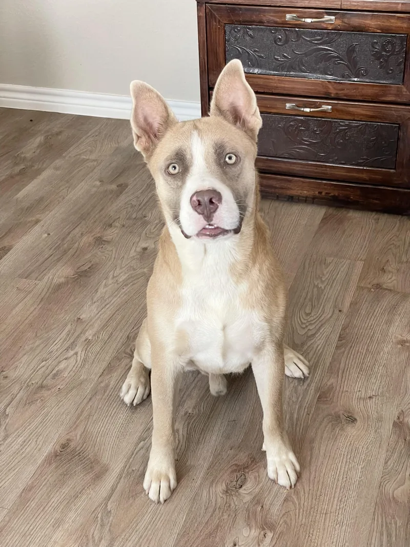An adult medium-sized male Pit Bull Terrier dog named Wonderful Holman for adoption in Burlington, NC