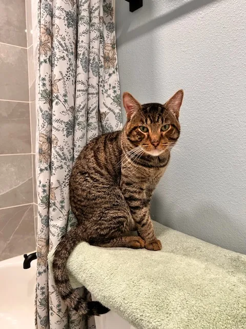 An adult medium-sized male Tabby (Brown / Chocolate) Tabby cat named SpiceCO for adoption in Magnolia, TX