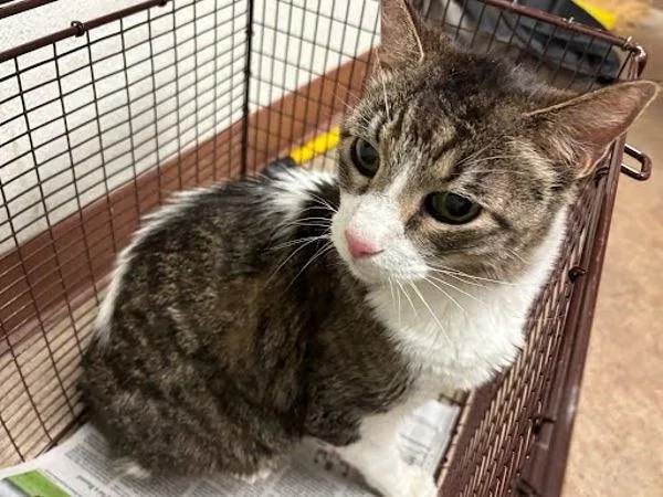 A senior small-sized male Domestic Short Hair cat named Shark for adoption in Austin, TX