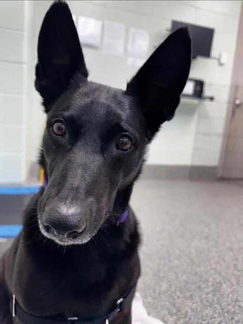 An adult large-sized female Dutch Shepherd dog named Cady for adoption in Centerville, MA
