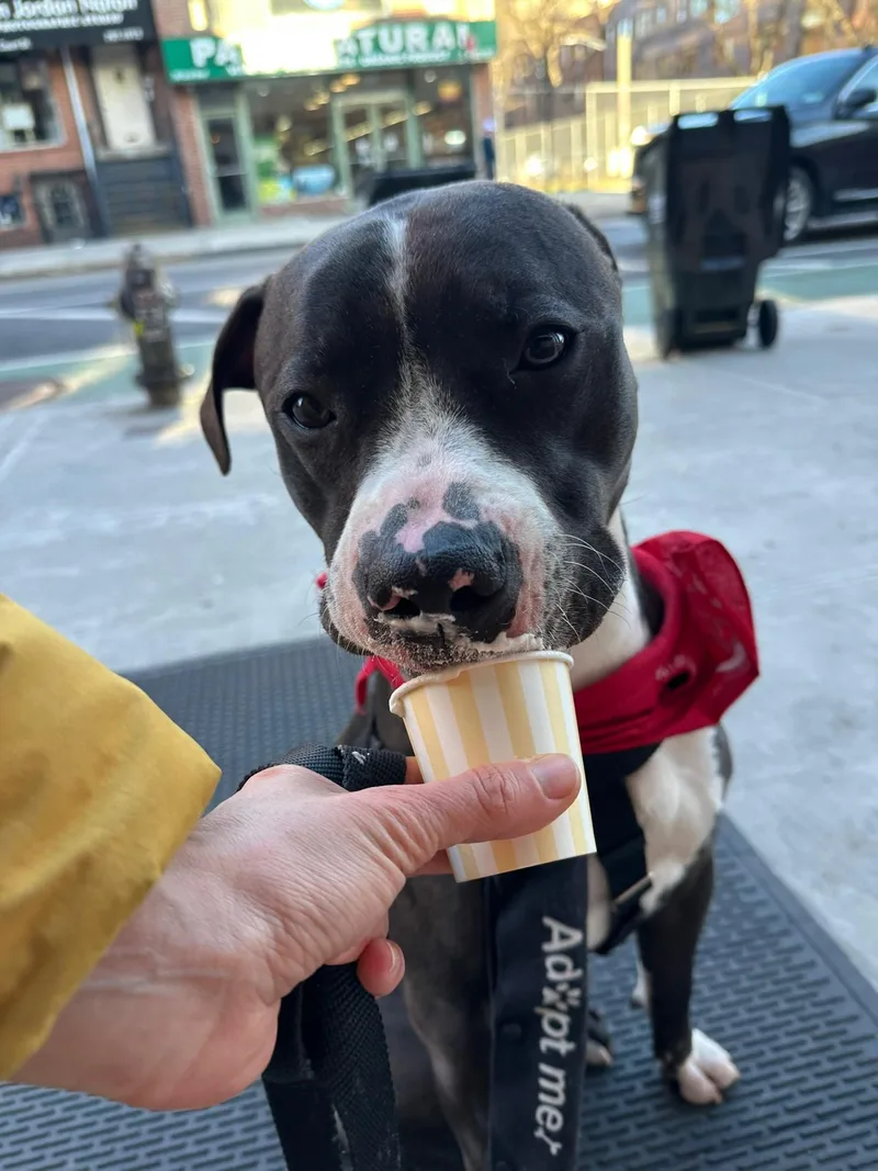 An adult large-sized male Black Mixed Breed dog named Lennard for adoption in Vassalboro, ME