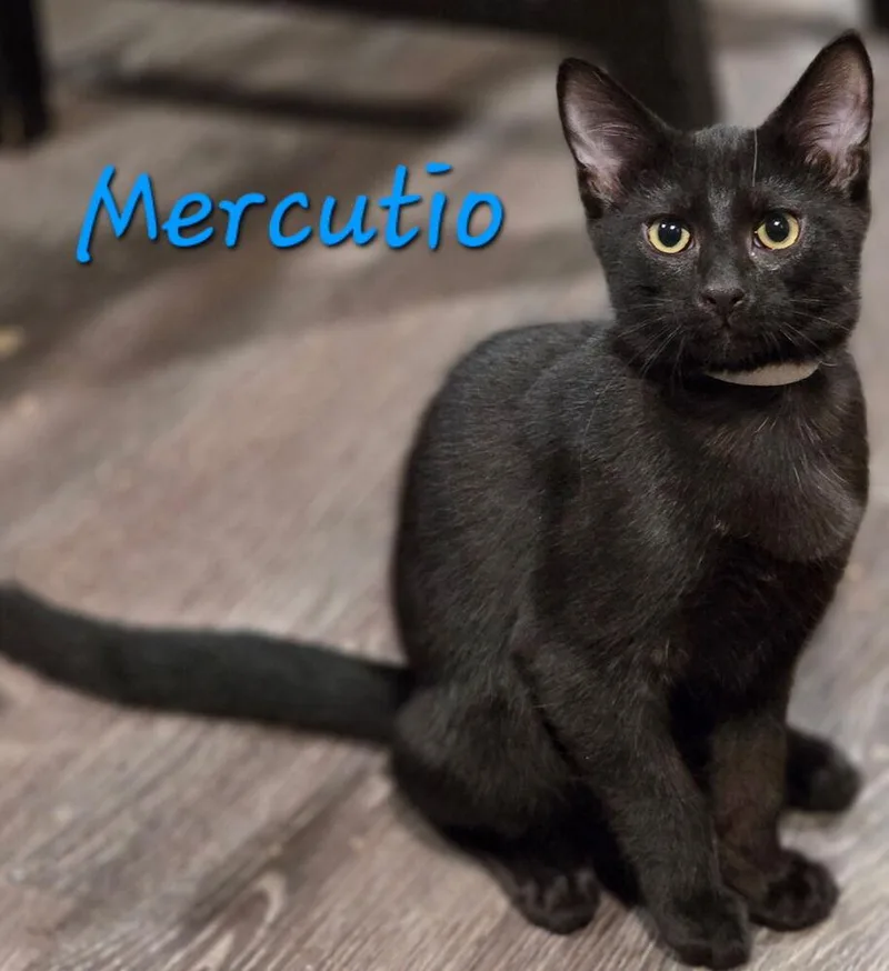 Mercutio thumbnail 2