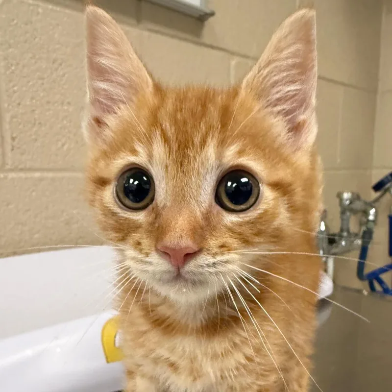 A baby small-sized male Orange / Red Domestic Short Hair cat named Jenga for adoption in Troy, VA