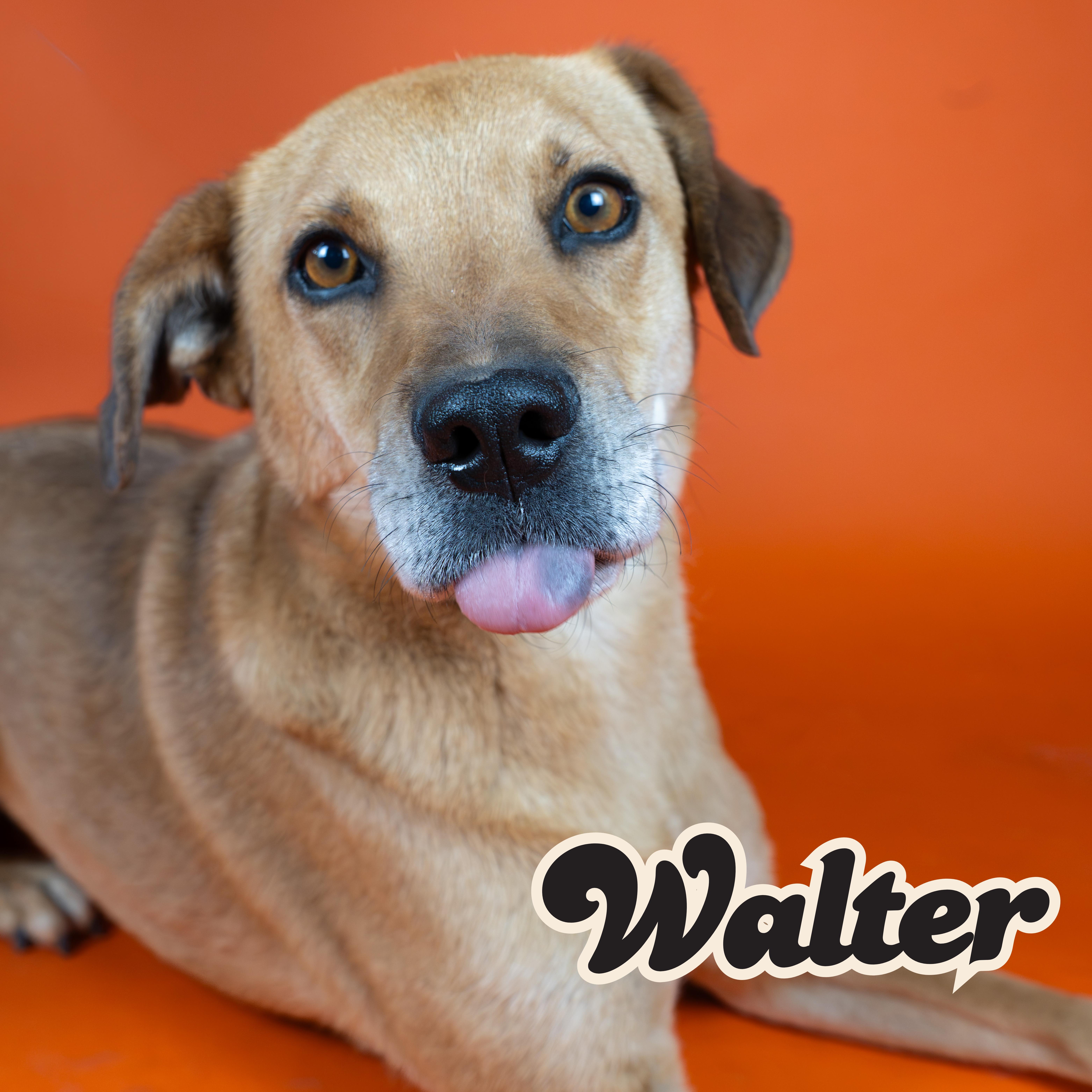 An adult medium-sized male Golden Mixed Breed dog named Walter for adoption in Tucson, AZ