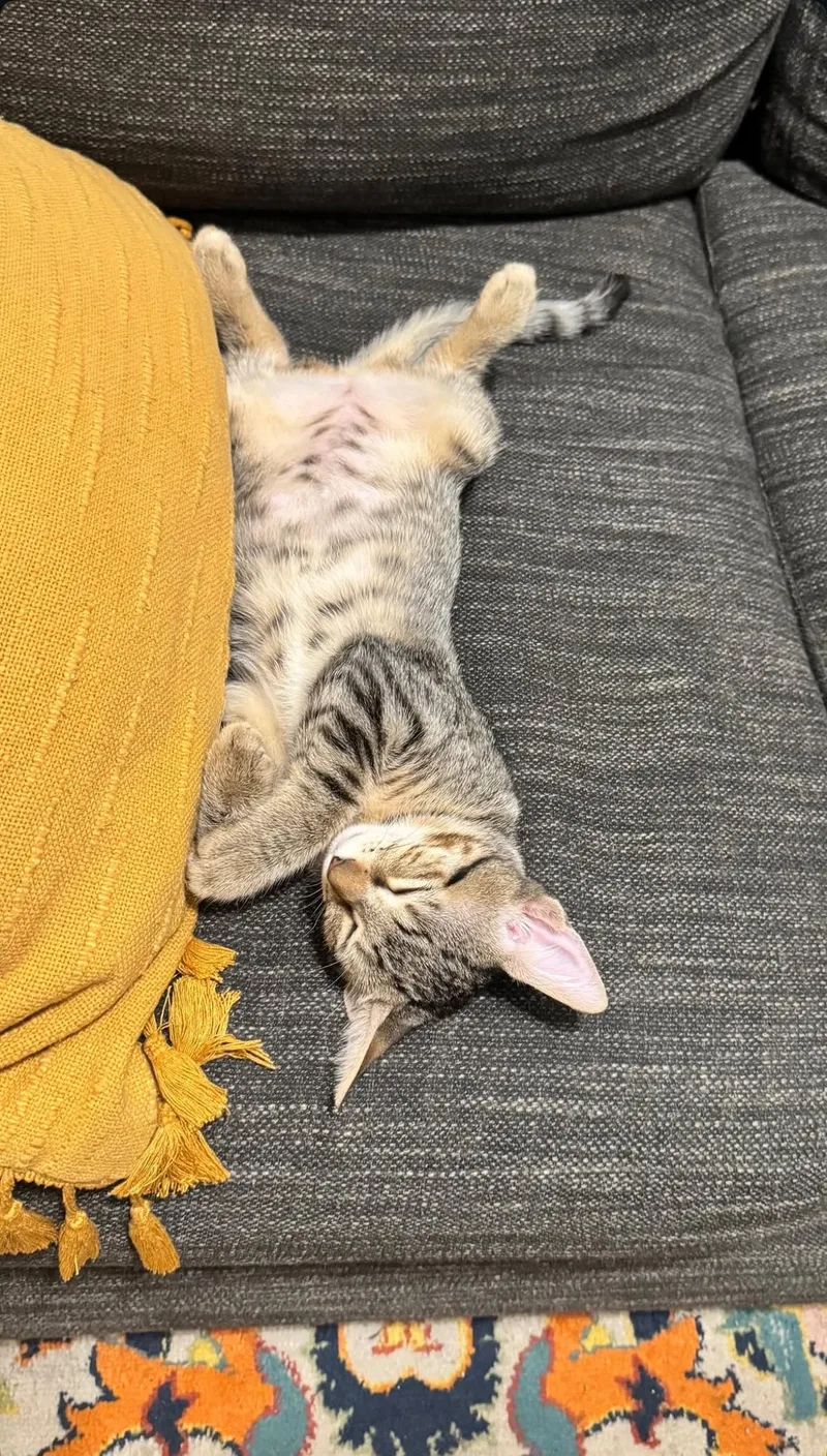 A baby medium-sized female Smoke Domestic Short Hair cat named Dust Bunny and Tiger for adoption in Brooklyn, NY