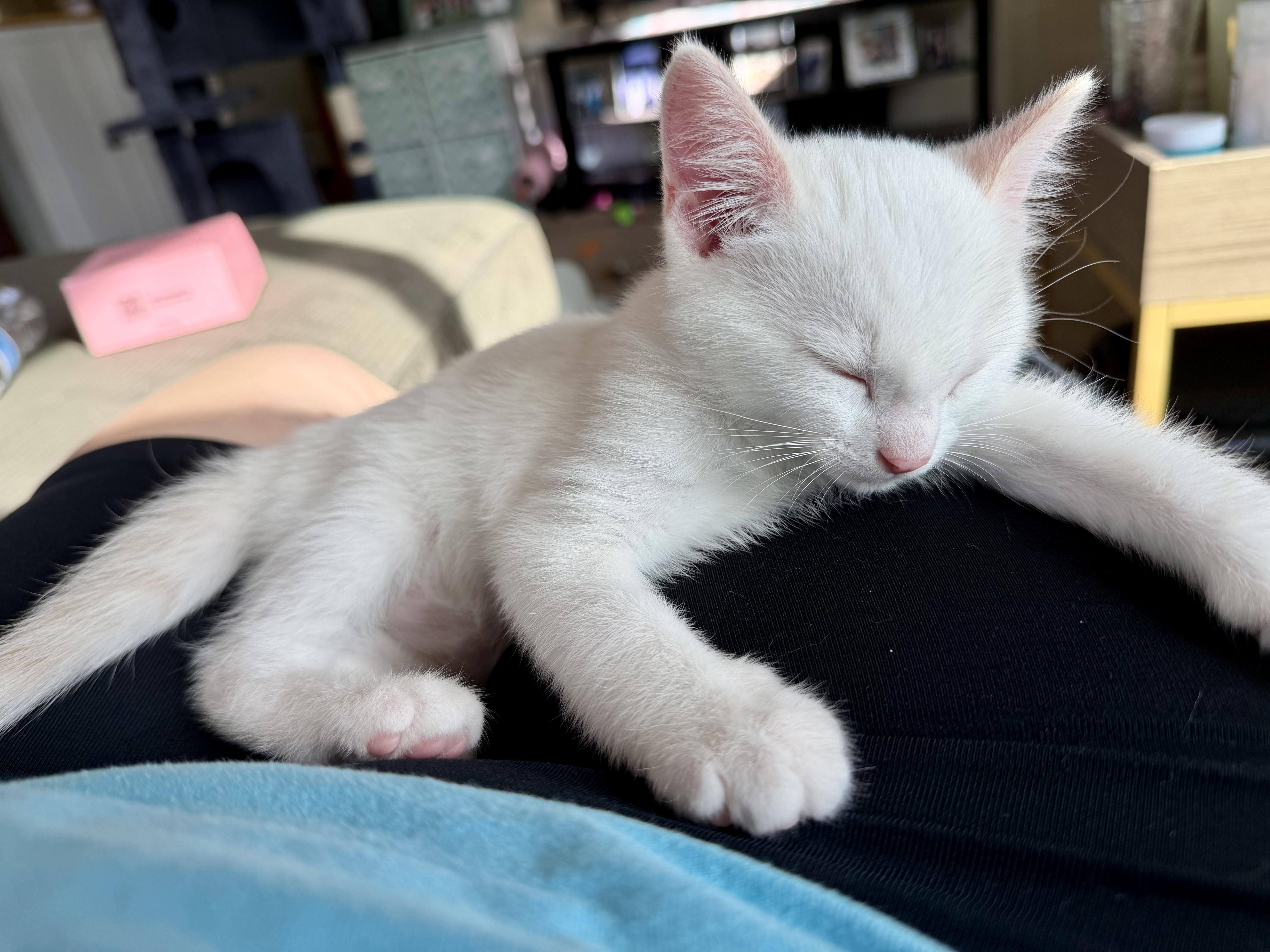A baby small-sized male White Domestic Short Hair cat named Frogger for adoption in San Juan Capistrano, CA