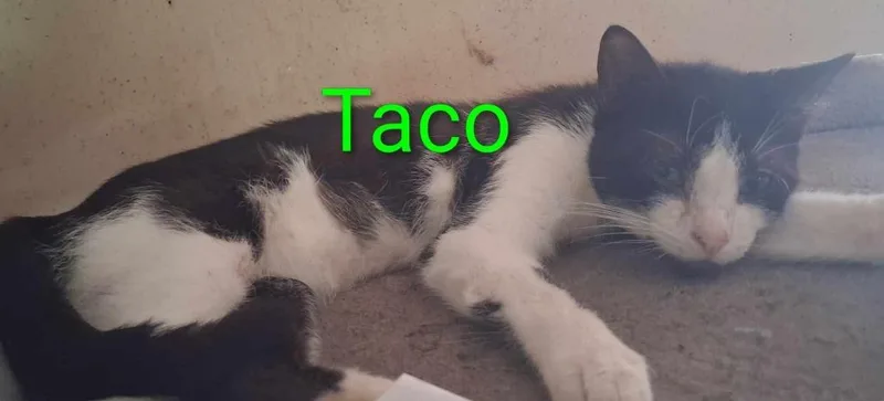 A young medium-sized male Tuxedo cat named Taco for adoption in Camden, TN