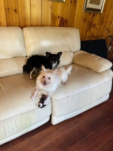 An adult small-sized male Chihuahua dog named Edgar Bonded With Leslie for adoption in Sebec, ME