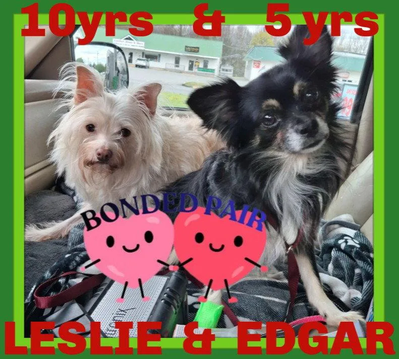 Edgar Bonded With Leslie thumbnail 3