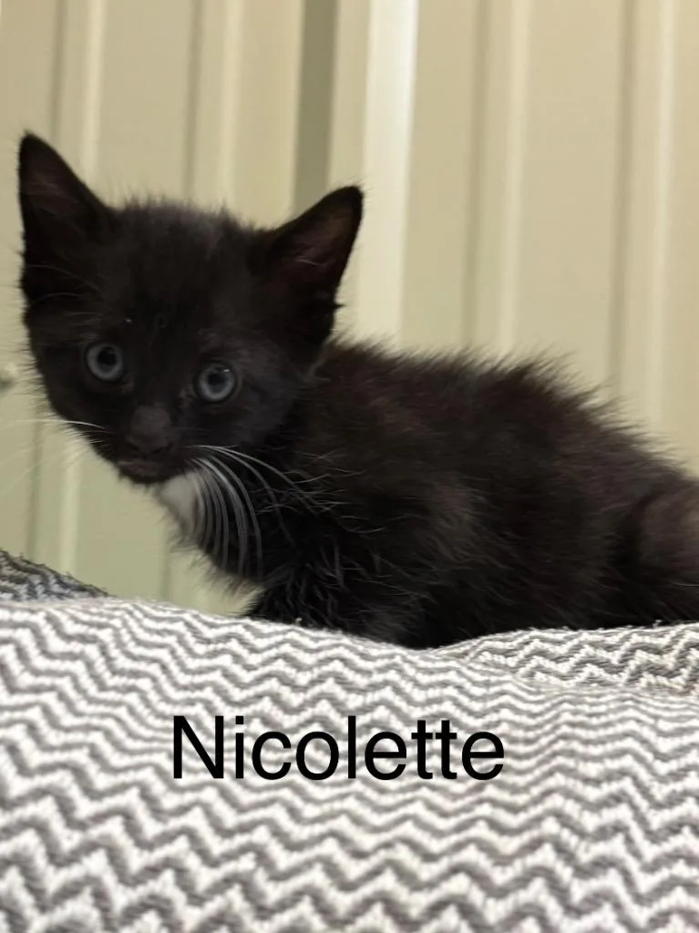 A baby small-sized female Domestic Short Hair cat named Nicolette for adoption in Saint Francisville, LA