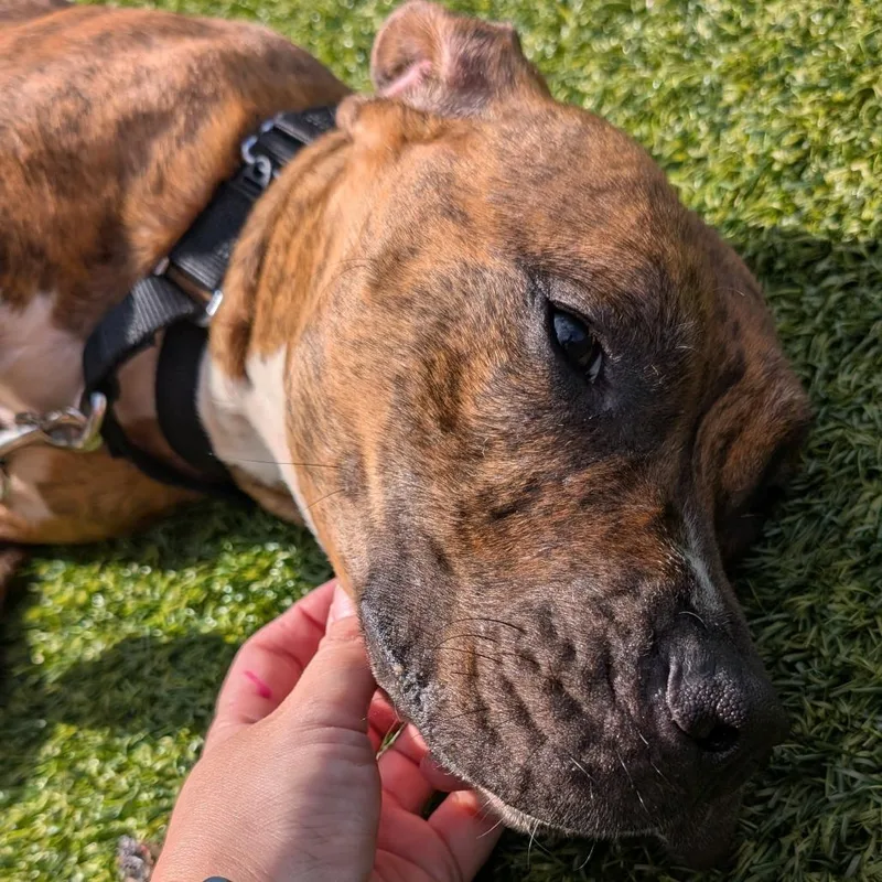 An adult medium-sized female Brindle Mixed Breed dog named Dadhyan for adoption in Pittsburgh, PA