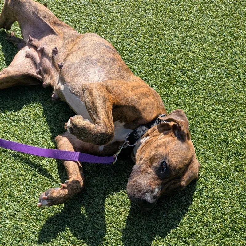 Dadhyan thumbnail 3