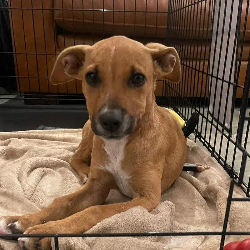 A young medium-sized female Golden American Staffordshire Terrier dog named Winnie for adoption in Houston, TX