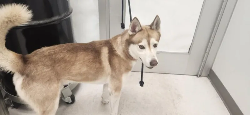 An adult medium-sized male Husky dog named Syven for adoption in Los Angeles, CA
