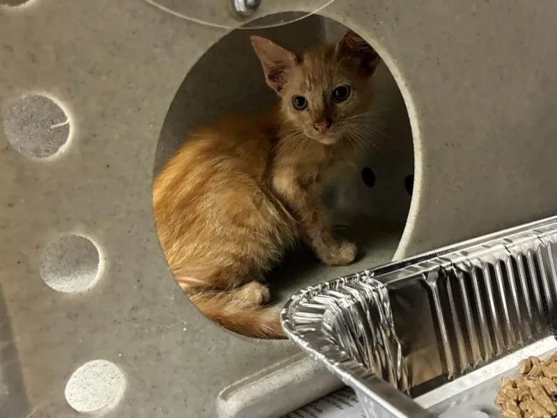 A baby small-sized male Domestic Short Hair cat named Dasani for adoption in Texas City, TX