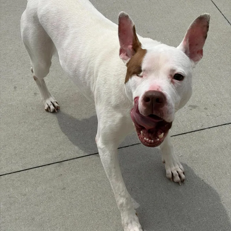 An adult medium-sized female White / Cream Pit Bull Terrier dog named Nina for adoption in Matteson, IL