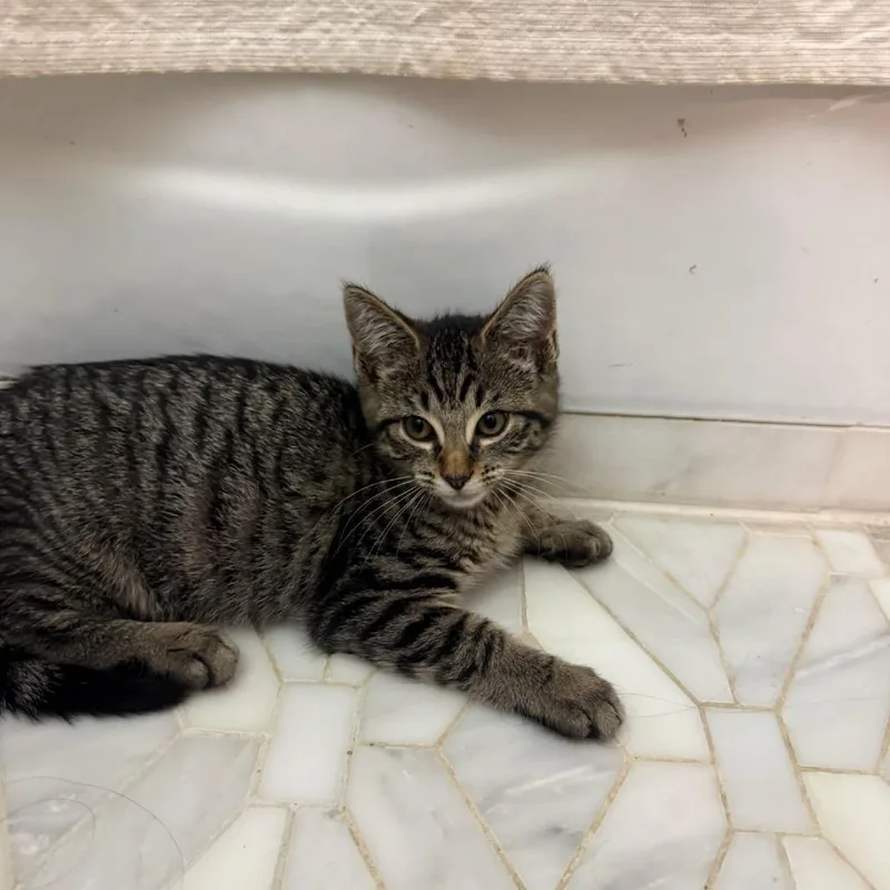 A baby small-sized male Brown / Chocolate Domestic Medium Hair cat named Mario for adoption in Wantagh, NY