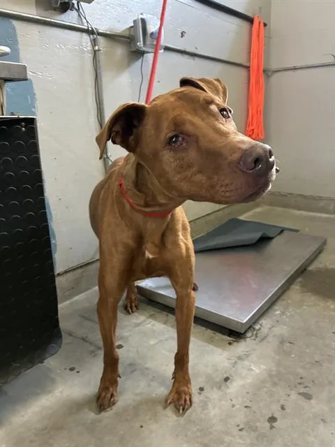 An adult large-sized male Vizsla dog named Milo for adoption in Camarillo, CA
