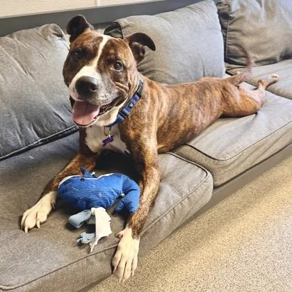 An adult large-sized male Brindle Mixed Breed dog named Hubert for adoption in Lansing, MI