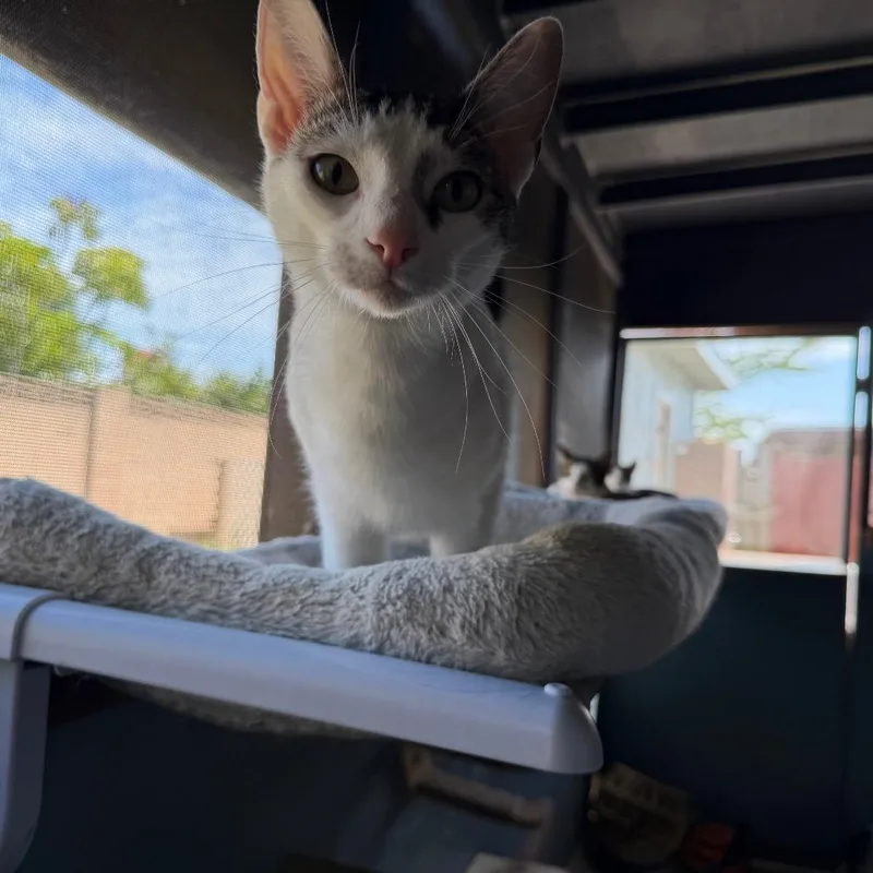 A young small-sized male White Domestic Short Hair cat named Choco for adoption in Long Beach, CA