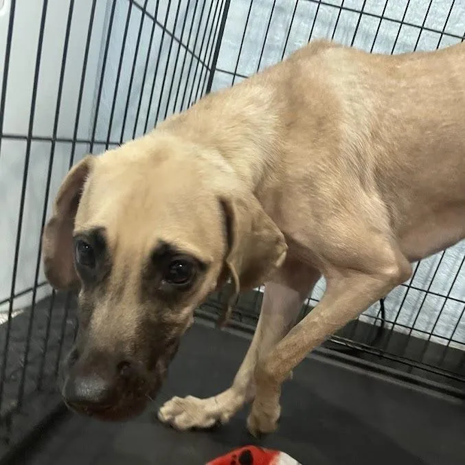 A young medium-sized female Yellow / Tan / Blond / Fawn Hound dog named Lucy for adoption in Port Charlotte, FL