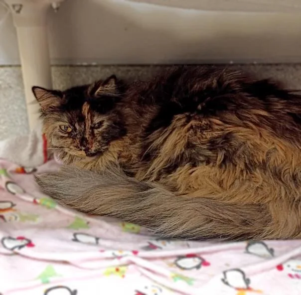 A young small-sized female Domestic Short Hair cat named Plum for adoption in Las Vegas, NV