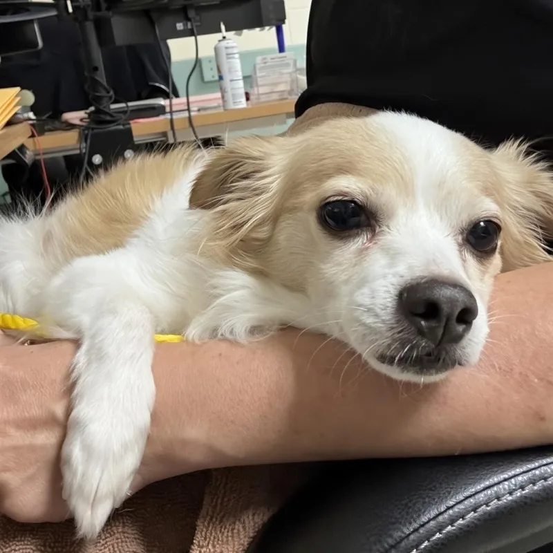 A senior small-sized male White / Cream Pomeranian dog named Woody for adoption in Stagecoach, NV