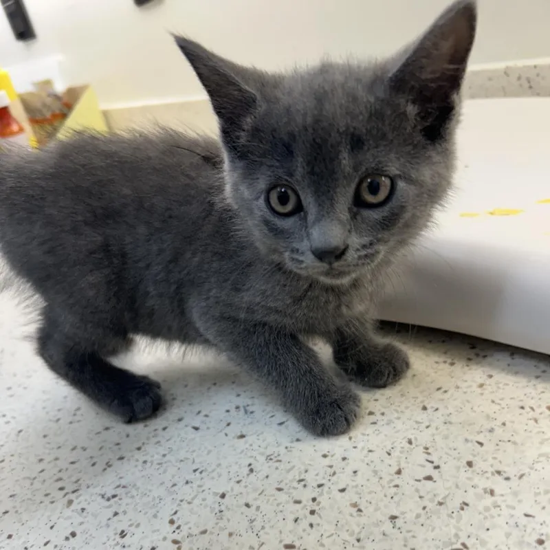 A baby small-sized female Gray / Blue / Silver Domestic Short Hair cat named Ballad for adoption in Auburn, AL