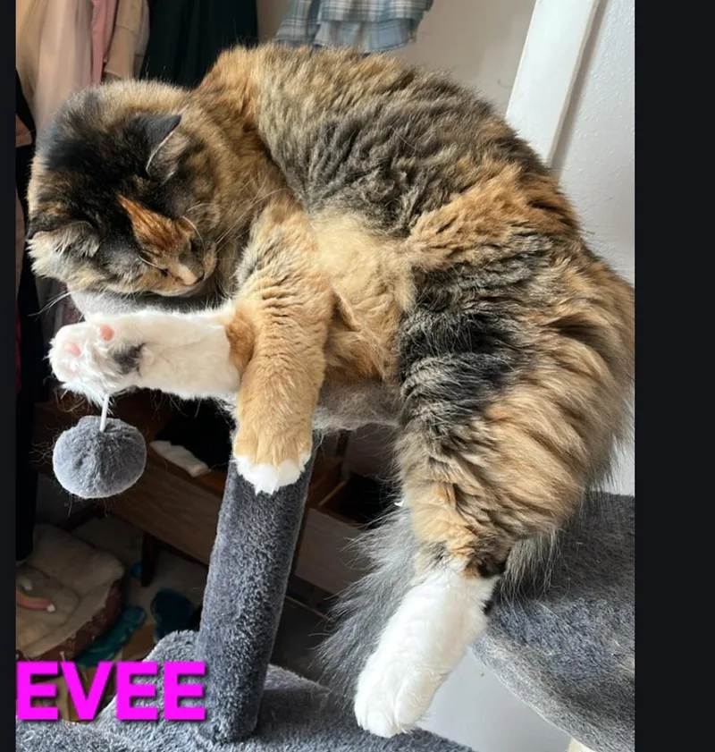 Evee thumbnail 3