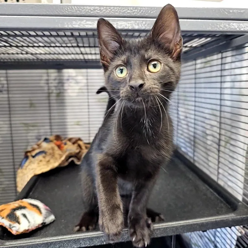 A baby small-sized male Black Domestic Short Hair cat named Scribbles for adoption in Monroe, MI