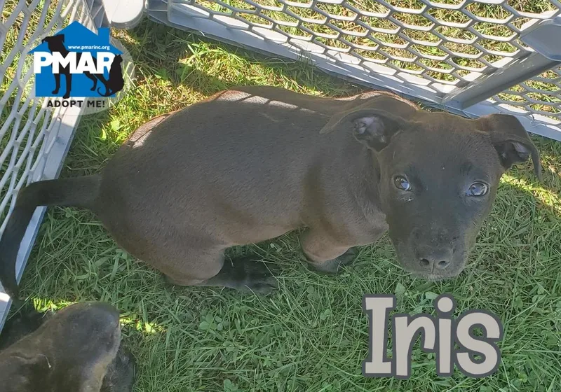 A baby medium-sized female Pit Bull Terrier dog named Iris for adoption in Binghamton, NY