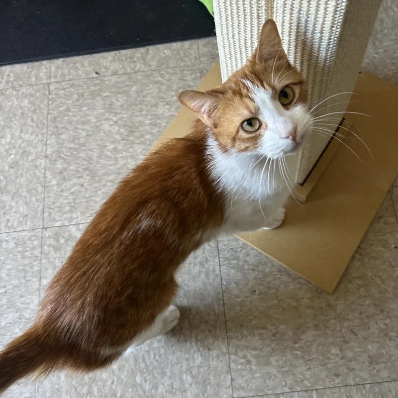 An adult small-sized male Orange / Red Domestic Short Hair cat named Razor for adoption in Philadelphia, PA