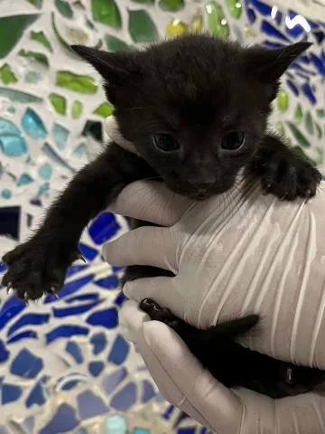 A baby small-sized female Domestic Short Hair cat named Papyrus for adoption in Pensacola, FL