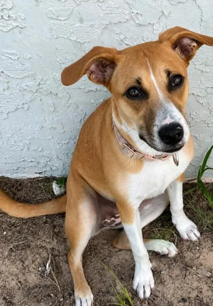 A young medium-sized female Golden Jack Russell Terrier dog named Kacey for adoption in Inverness, FL