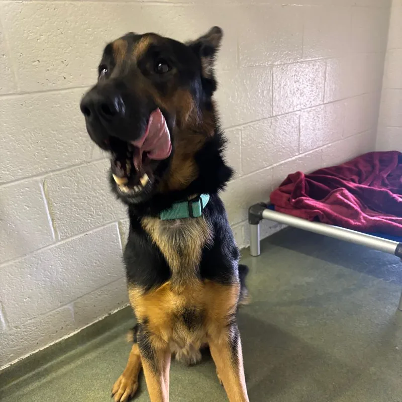 An adult medium-sized male Black German Shepherd Dog dog named Herman for adoption in Birdsboro, PA