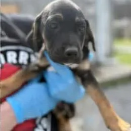 A baby medium-sized female Black Mixed Breed dog named Nadine for adoption in New York, NY