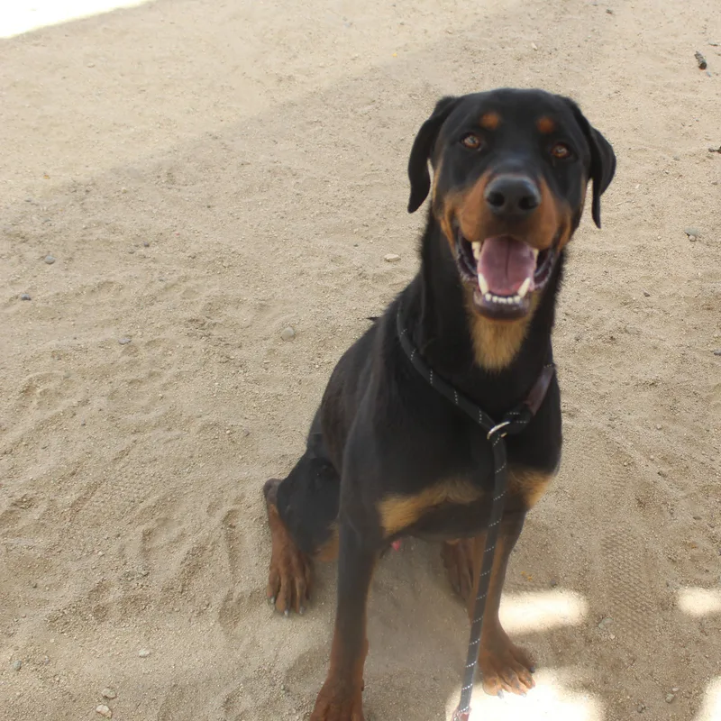 A young large-sized male Bicolor Shepherd dog named Compa for adoption in Yucca Valley, CA