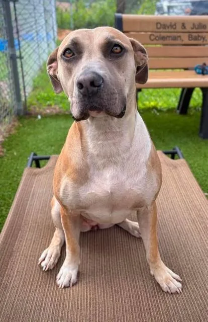 An adult large-sized female Mixed Breed dog named Lil Girl for adoption in Columbia, SC
