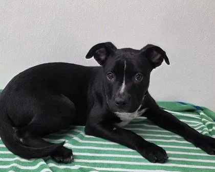 A young large-sized male Pit Bull Terrier dog named Jonathan for adoption in Phoenix, AZ