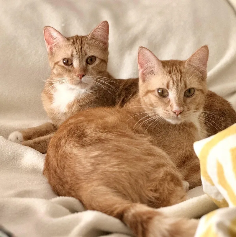 A young medium-sized female Orange / Red Domestic Short Hair cat named Roux And Red for adoption in West Hills, CA