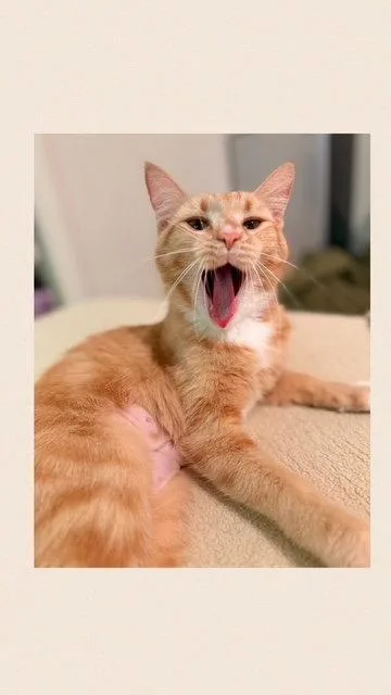 Roux And Red thumbnail 2