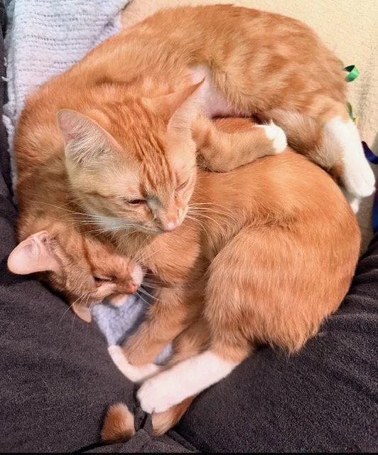 Roux And Red thumbnail 3