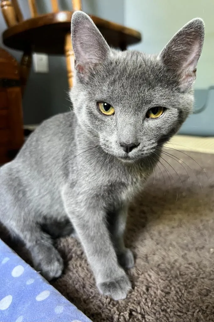 A baby medium-sized female Domestic Medium Hair cat named Bear for adoption in Salt Lake City, UT