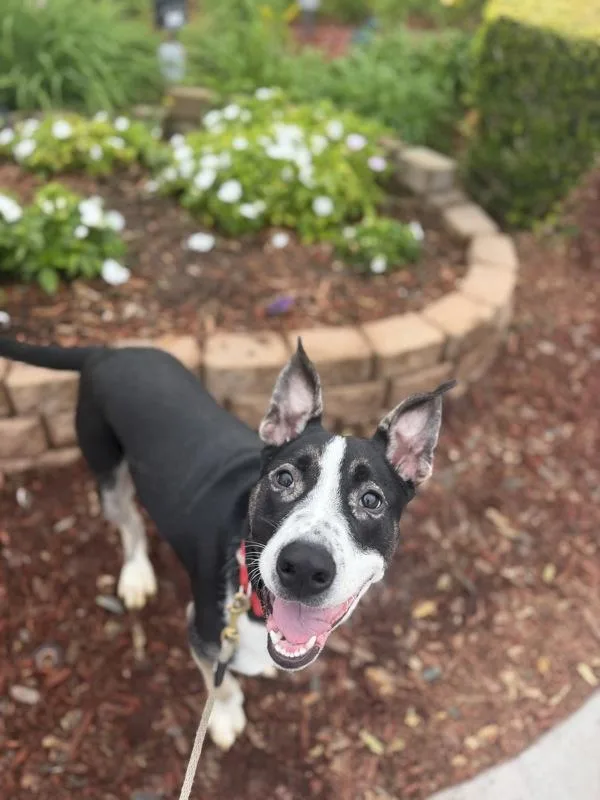 A young small-sized male Border Collie dog named Peacock for adoption in San Diego, CA