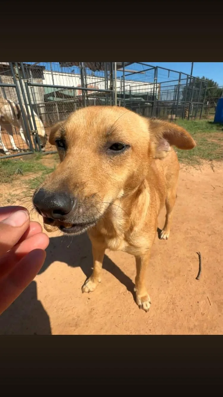 An adult medium-sized female Shepherd dog named Farrah for adoption in Paradise, TX